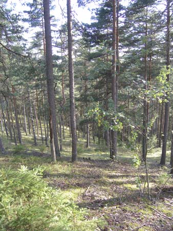 p8053458
